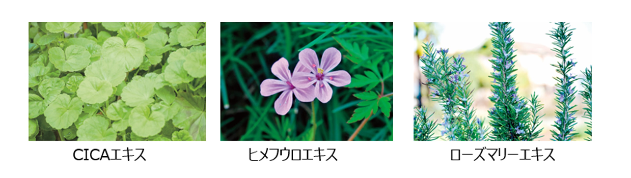 マードゥレクス  オンラインショップ・会員さま限定！ 最高峰*１「シワ改善」クリームを数量限定で新発売。